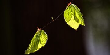 Unlocking Wealth: Top 5 Risk-Reward Investments to Explore This Fall