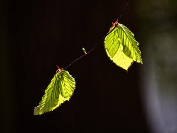 Unlocking Wealth: Top 5 Risk-Reward Investments to Explore This Fall
