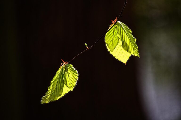 Unlocking Wealth: Top 5 Risk-Reward Investments to Explore This Fall